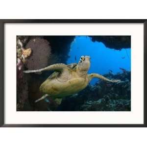 Green Sea Turtle, Sipidan, Malaysia Collections Framed Photographic 