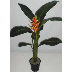  48 Tropical Heliconia Plant