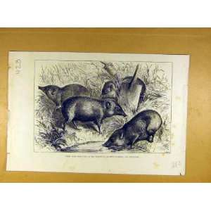    1882 Pigmy Hogs India Zoo Indian Animal Print: Home & Kitchen