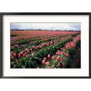  Tulip Field, Skagit Valley, Washington, USA Collections 
