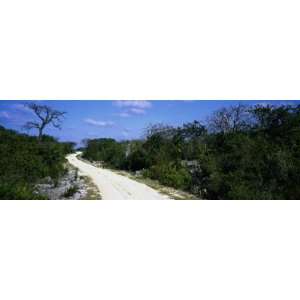 Trees Alongside a Dirt Road, Major Donald Drive, Cayman Brac, Cayman 