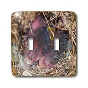 Rebecca Anne Grant Photography Birds   Baby Birds In A Nest   Light 
