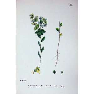  Sowerby Plants C1902 Broad Leaved Warted Spurge Colour 