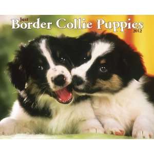  Border Collie Puppies 2012 Wall Calendar: Office Products