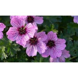  Purple Pillow Geranium Flower Seeds GMO Free: Patio, Lawn 