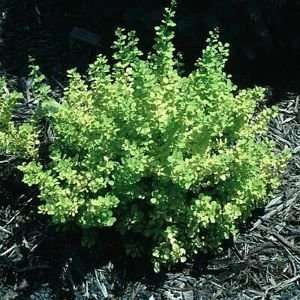  BARBERRY GOLDEN / 2 gallon Potted Patio, Lawn & Garden