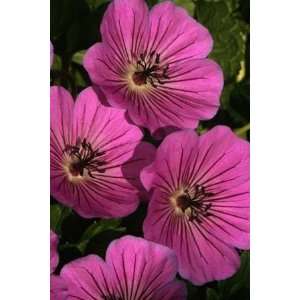  GERANIUM CRANESBILL CAROL / 1 gallon Potted Patio, Lawn 