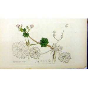  1800 Sowerby Botanical Print Geranium Molle Plant