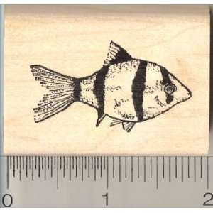  Tiger Barb Fish Rubber Stamp: Arts, Crafts & Sewing