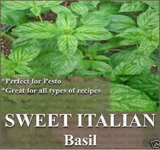 BULK Basil seeds ~ SWEET ITALIAN LARGE LEAF BASIL Robust Flavor ~PESTO 