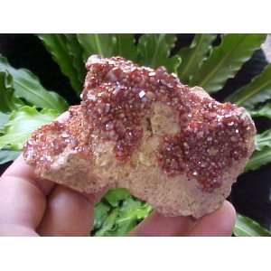  A8003 Gemqz Vanadinite Crystals in Matrix Cluster 