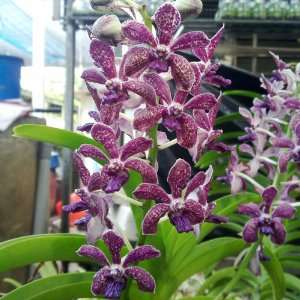  GTE Orchid Plant Rhy gigantea X Vanda Tessellata BLOOMING 