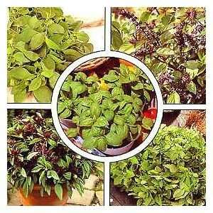  Basil Seed Collection: Cinnamon/Lemon/Bush/Sweet/Thai 