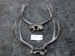 BIG 112 3/8 Blacktail Deer Rack antlers mule whitetail  