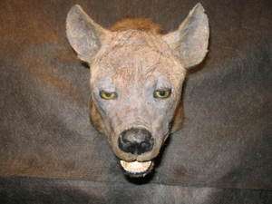   African Hyena Hyeana Taxidermy Real Teeth Skull Head Shoulder Mount