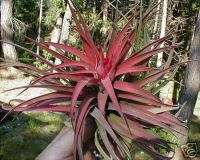 Tillandsia * VELUTINA * blushes pink! air plants medium size  