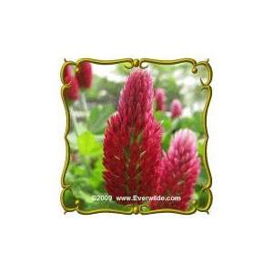   Lb   Crimson Clover   Bulk Wildflower Seeds: Patio, Lawn & Garden