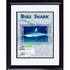  Marine (Bull Shark) 8 x 10 Double Matted Framed 