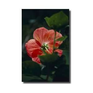  Mallow Flower Kandy Sri Lanka Giclee Print: Home & Kitchen