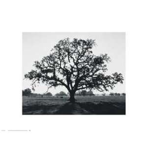  Ansel Adams   Oak Tree, Sunrise