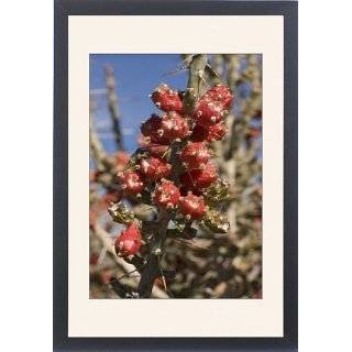   Desert Christmas Cactus   in fruit, winter from Ardea Wildlife Pets