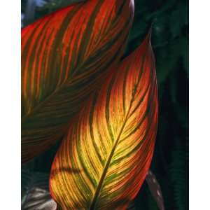   Geographic, Sunlit Cannas, 8 x 10 Poster Print: Home & Kitchen