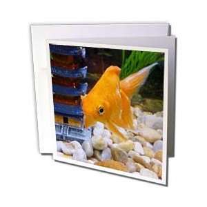  Florene Fish   Im A Coy Koi   Greeting Cards 6 Greeting 