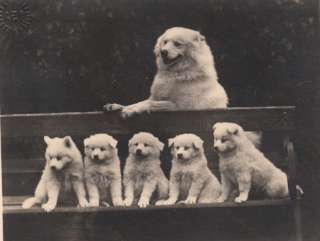 Antique Postcard PHoto Spitz Samoyed Eskimo dog 5 pups  