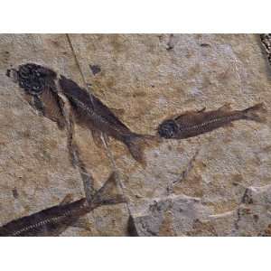  Fish Fossils Found at Sihetun, Liaoning Province, China 