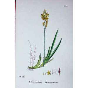  Sowerby Plants C1902 Lancashire Asphodel Narthecium