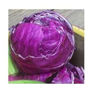  Red Acre Cabbage 200 Seeds   GARDEN FRESH PACK Patio 