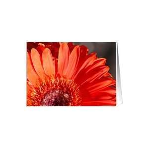  Miss You ~ Orange Gerber Daisy Flower ~ Art Card Card 