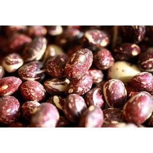  Good Mother Stallard Pole Bean Seeds   50 Seeds   Heirloom 