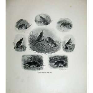  1904 Common Shrews Drawing Nature Mammals Animals