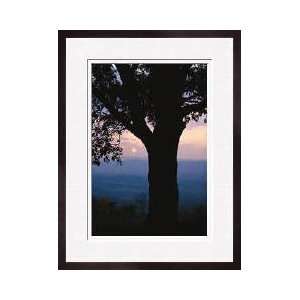 Oak Tree Shenandoah Valley Virginia Framed Giclee Print 