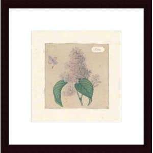   Framed Print   Lilac   Artist Violette Bouchard  Poster Size 12 X 12