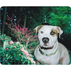 American Pitbull Dog Computer mouse pad mousepad 48   Ideal Gift 