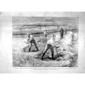   : 1897 Haymaking Convict Gangs Prisoners Warder Print: Home & Kitchen