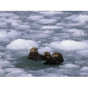 Sea Otter Group (Enydra Lutris) Swimming in Icy Water, Alaska, USA 