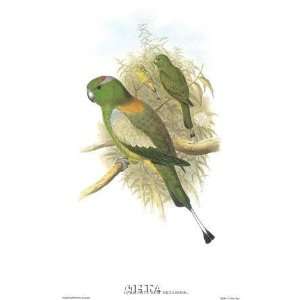     Artist John Gould   Poster Size 16 X 22 inches