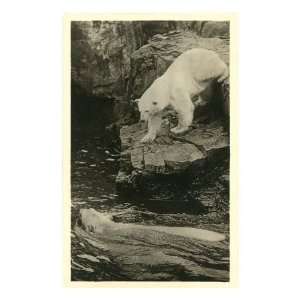  Polar Bear Descending into Water Premium Poster Print 