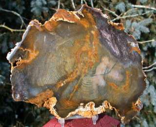 SiS: PECULIAR COLOR Hubbard Basin Petrified Wood Round!  