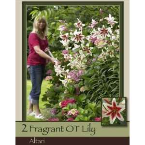  Altari Hybrid Lily Pack of 2 Bulbs Patio, Lawn & Garden