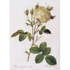  Cabbage Rose Redoute Vintage Botanical Art MOUSE PAD 