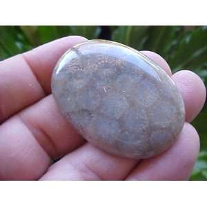   Gemqz Coral Fossil Agate Oval Cabochon Large  