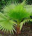 Washingtonia Robusta Mexican Fan Palm Seeds  