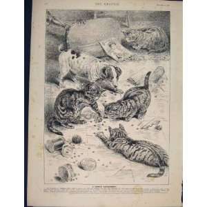  Cat Cats Dog BeechamS Pills Beechams Advert Print 1890 