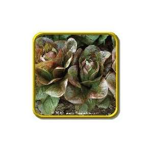  Rouge de Hiver   Jumbo Romaine Lettuce Seed Packet (1000 