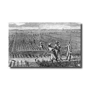  Hoeing Rice Illustration From harpers Weekly 1867 From the 