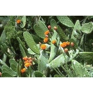 Prickly Pear Cactus 15 Seeds Opuntia ficus